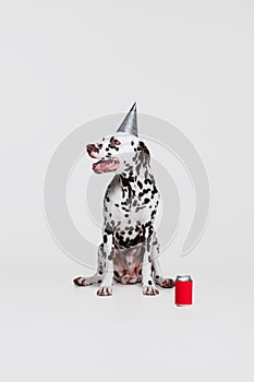 Cute funny purebred dog, Dalmatian tasting lemonade isolated over gray studio background. Concept of breed, vet, beauty