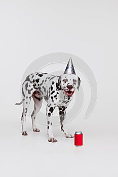 Cute funny purebred dog, Dalmatian tasting lemonade isolated over gray studio background. Concept of breed, vet, beauty