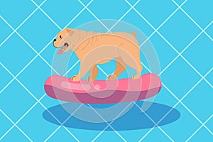 Cute funny purebred dog in the pool. Dog in swimming pool