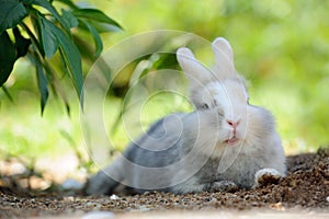 Cute Funny Rabbit Outdoors Lying on the Ground