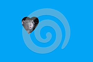 A cute funny rat dambo looks out of a heart-shaped hole in blue paper. Lovely pet. The rat is a symbol of the 2020. Copy space