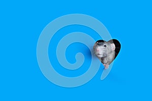 A cute funny rat dambo looks out of a heart-shaped hole in blue paper. Lovely pet. The rat is a symbol of the 2020 foot