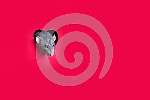 A cute funny rat dambo looks out of a heart-shaped hole in red paper. Lovely pet. The rat is a symbol of the 2020 foot