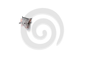Cute funny rat looking out of hole in white paper. Pet -  ram dambo