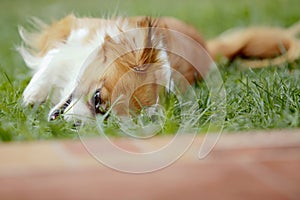 Cute and funny red light pekingese dog in autumn park playing with leaves and joyful. Best human friend. Pretty mature dog in