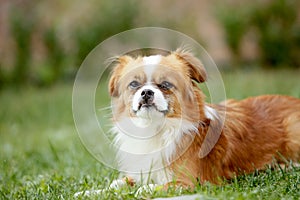 Cute and funny red light pekingese dog in autumn park playing with leaves and joyful. Best human friend. Pretty mature dog in