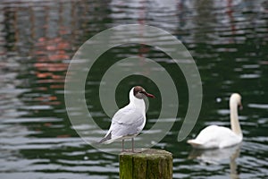 A cute funny sea bird or a gull standing on a wooden pole on a lake with a blur ignorant swan on the background.