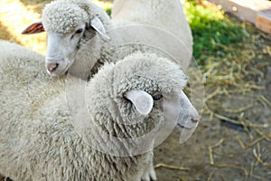 Cute funny sheep on farm, closeup. Animal husbandry