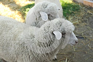 Cute funny sheep on farm, closeup. Animal husbandry