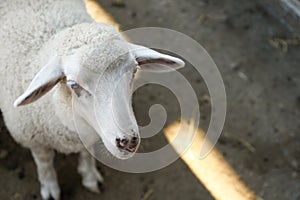 Cute funny sheep on farm, closeup. Animal husbandry