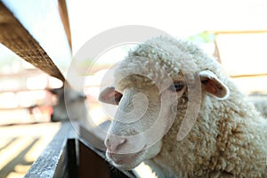 Cute funny sheep on farm, closeup. Animal husbandry