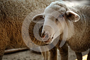 Cute funny sheep on farm, closeup. Animal husbandry