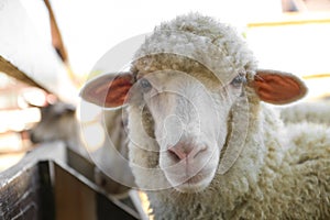 Cute funny sheep on farm, closeup. Animal husbandry