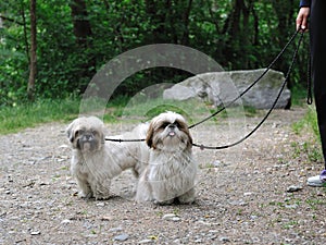 Cute funny shih tzu breed dog outdoors