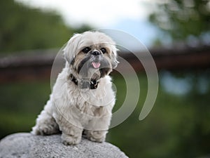 Cute funny shih tzu breed dog outdoors