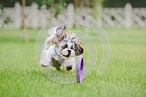 Cute funny shih tzu breed dog outdoors. Dog grooming. Funny dog