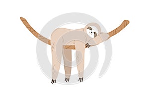 Cute and funny sloth hanging on tree branch and sleeping. Slow and lazy animal relaxing on liana. Baby character