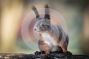 Cute and funny squirrel adventures in the forest