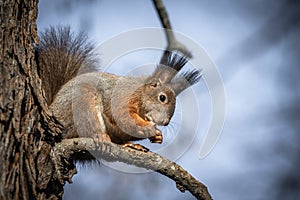 Cute and funny squirrel adventures in the forest