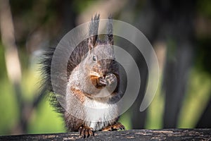 Cute and funny squirrel adventures in the forest