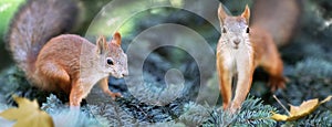 Cute funny squirrels in the coniferous forest. Wild nature. Autumn and summer background..Banner format. photo