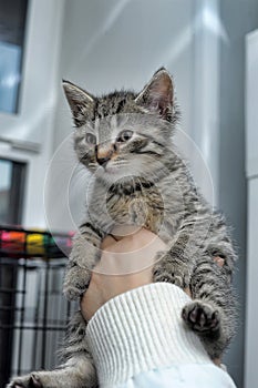 Cute funny striped kitten in hands