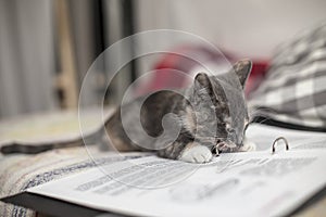 Cute, funny tricolor kitten lying on sheets of notebook and chews metal clips on the folder