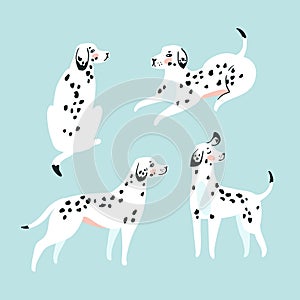 Cute funny white spotted dogs on the blue background. Dalmatian card design.