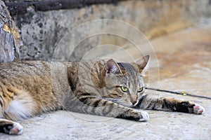 Cute funny young tabby cat relaxing on on the path near the house