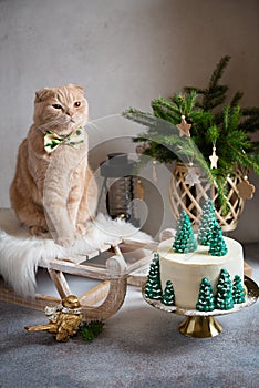 Cute funy cat with bow tie on sledge with Christmas tree and cake. Christmas, New Year greeting card