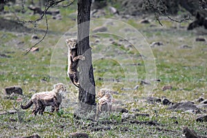 Cheetah cubs being playful photo