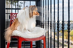 Cute, fur sable and white shetland sheepdog, sheltie sitting outside on a high balcony on a stylish red chair