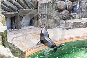 Cute fur seal rests at the zoo in a sunny warm day. Concept of animal life in a zoo and in captivity.