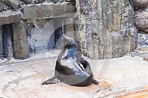 Cute fur seal rests at the zoo in a sunny warm day. Concept of animal life in a zoo and in captivity.