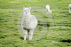 Cute furry alpaca on green meadow