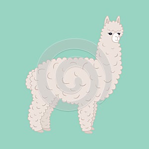 Cute furry alpaca