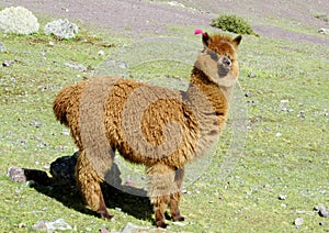 Cute furry brown alpaca