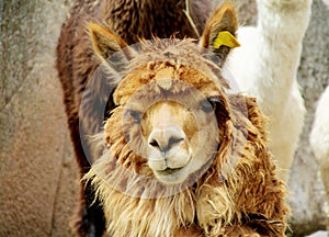 Cute furry brown alpaca portrait