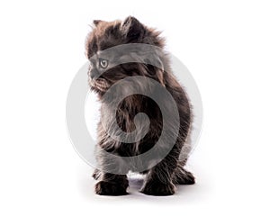 Cute furry dark kitten looking aside isolated