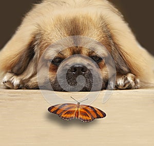 A cute furry dog lies with its head on a wooden floor and looks interested at a butterfly.