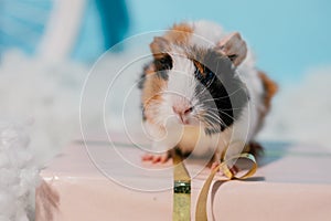 Cute furry fluffy black, brown, white spotty guinea pig sit on present box against soft white cotton cloud. Holiday gift