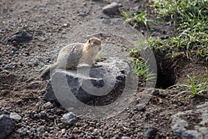 Cute furry ground squirrel sitting near the hole