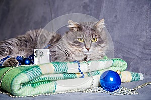 Cute furry home cat with Christmas balls and beads on green plaid