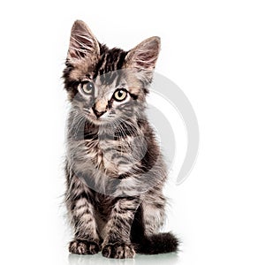 Cute Furry Kitten