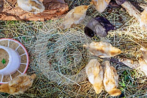 Cute furry little chickens are walking in a sunny summer day