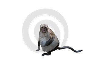 A cute furry monkey sits. Pregnant monkey. The nipples of the monkey. Animals of Southeast Asia. White background. Isolated