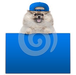 Cute furry pomeranian dog with blue cap, leaning with paws on blank blue social media sign,