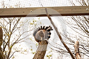 Cute furry ring-tailed lemur at the zoo during daytime