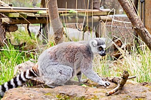 Cute furry ring-tailed lemur at the zoo during daytime