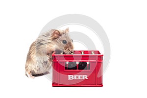 Cute furry small dwarf campbell hamster in a studio with bass of a alcohol - beer